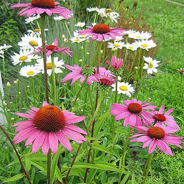 Echinacea purpurea 'Bright Star'