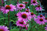 Echinacea purpurea 'Magnus'