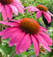 Echinacea purpurea 'PowWow Wild Berry'