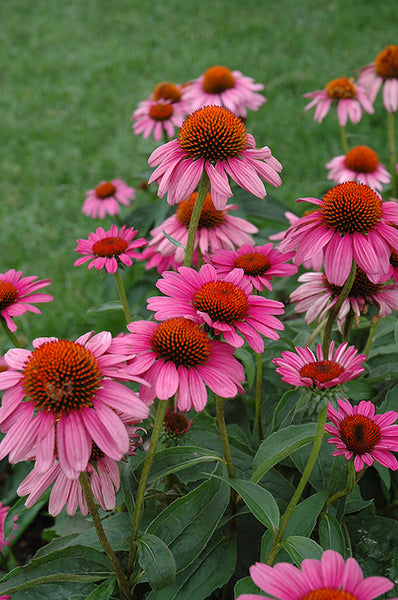 Echinacea purpurea 'Ruby Star'