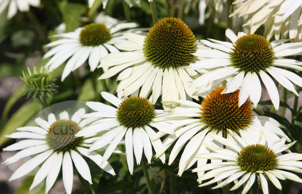 Echinacea purpurea 'White Swan'