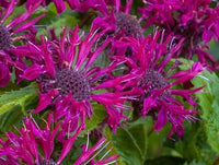 Monarda 'Bee-True'