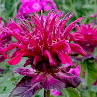 Monarda 'Fireball'