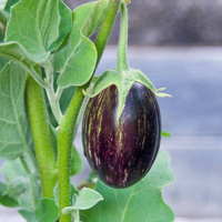 Eggplant Blackberry