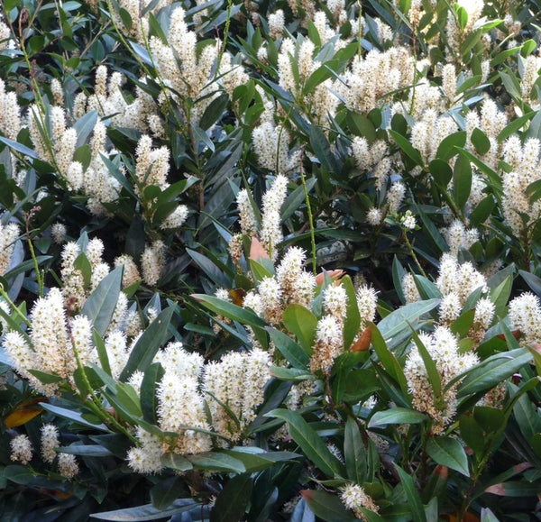 English 'Cherry Laurel' (NEW)