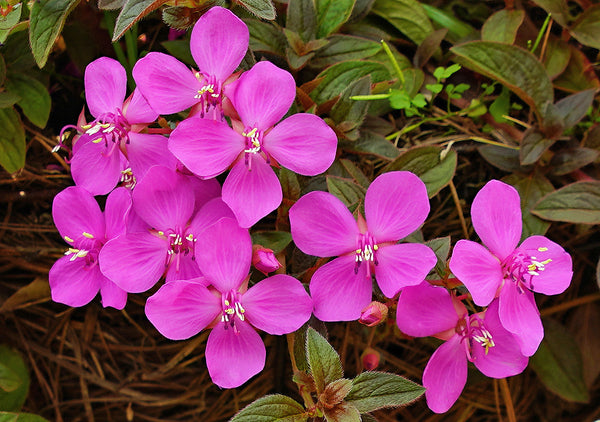 Dentradenia Floribunda