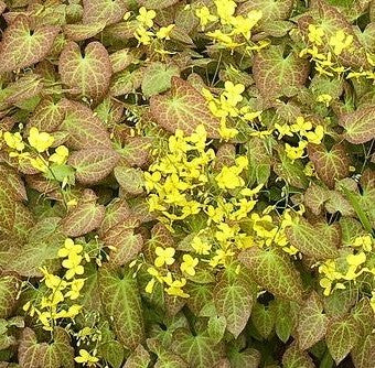 Epimedium 'Frohnleiten'