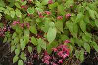 Epimedium rubrum