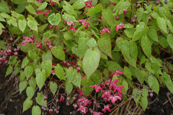 Epimedium rubrum