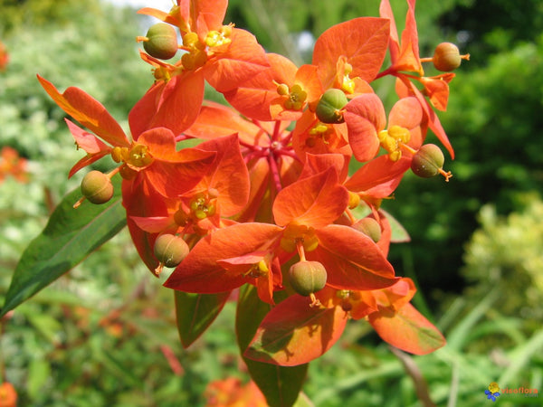 Euphorbia 'Fireglow'