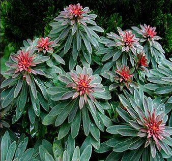 Euphorbia martinii 'Rudolph'
