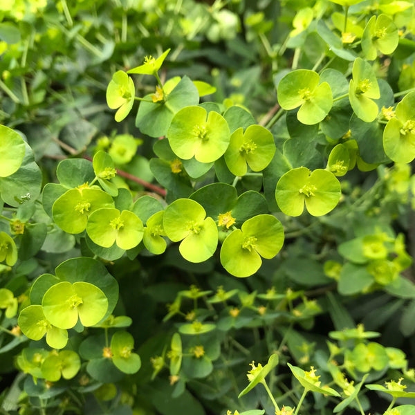 Euphorbia amygdaloides 'Purpurea'