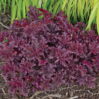 Heuchera 'Melting Fire'