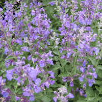 Nepeta 'Walkers Low'