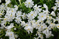 Phlox subulata 'Scarlet Flame'