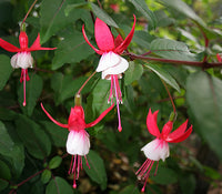 Fuchsia 'Santa Claus'