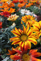 Gazania Mini Star Mix/Daybreak