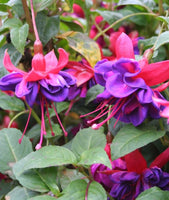 Fuchsia Voodoo