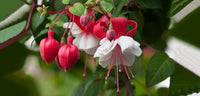 Fuchsia White Eyes