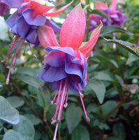 Fuchsia Winston Churchill