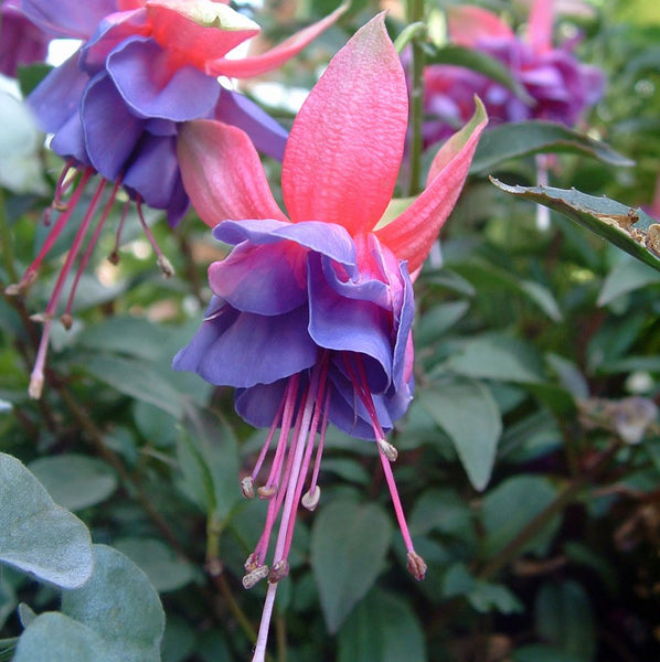 Fuchsia Winston Churchill