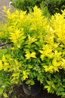 Golden Vicary Privet (NEW)