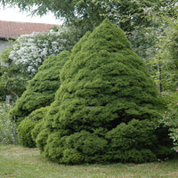 Glauca 'Conica Dwarf Alberta' (NEW)