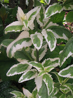 Variegata (NEW)