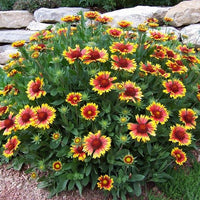 Gaillardia 'Arizona Sun'