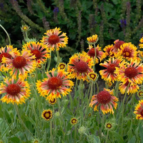 Gaillardia x g. 'Fanfare Citronella'