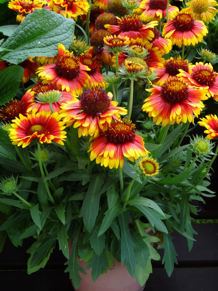 Gaillardia x g. 'Mesa Bright Bicolour'