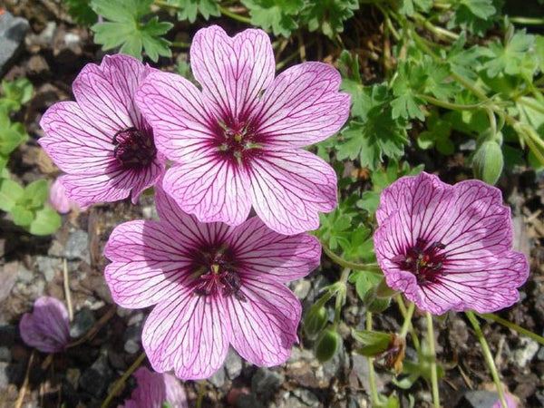 Geranium 'Ballerina'