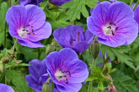 Geranium 'Johnson's Blue'