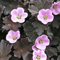 Geranium 'Pink Spice'