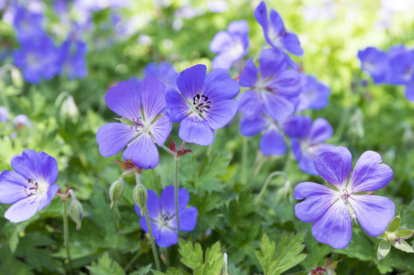 Geranium 'Rozanne'