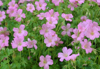 Geranium endressi 'Wargrave Pink'