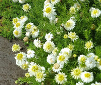 Chamomile nobile 'Flore Plena'