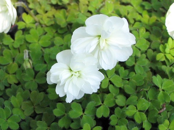 Oxalis magellanica 'Nelson'