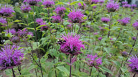 Monarda 'Blue Stocking'