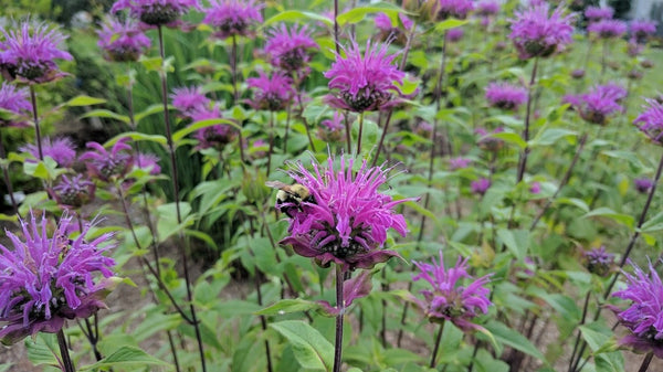 Monarda 'Blue Stocking'