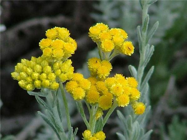 Helichrysum Golden Beauty