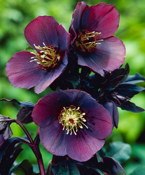 Helleborus orientalis 'Blue Lady'