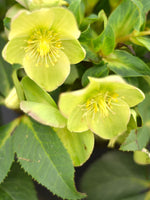 Helleborus orientalis 'Yellow Lady'