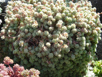 Sedum dasyphyllum