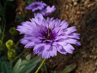 Catananche caerulea