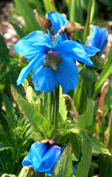 Meconopsis