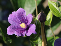 Clematis Integrifolia 'Blue Boy'