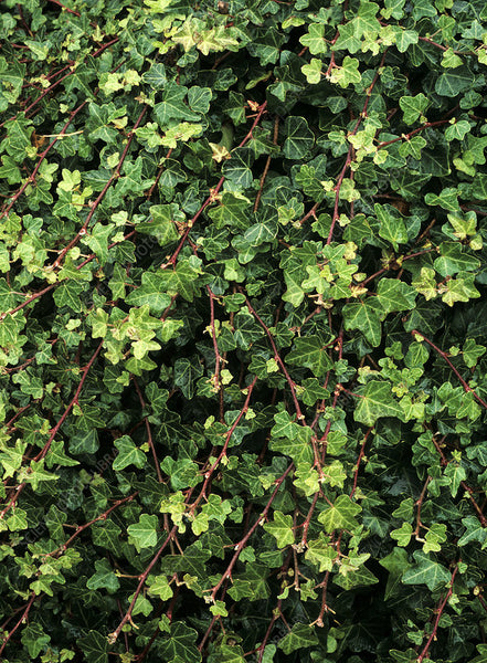 Ivy Hedera helix 'Duckfoot'