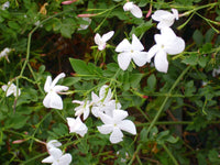 Jasmine Officinale 'White Jasmine' (NEW)