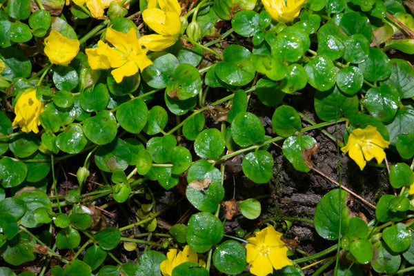 Lysimachia Nummularia